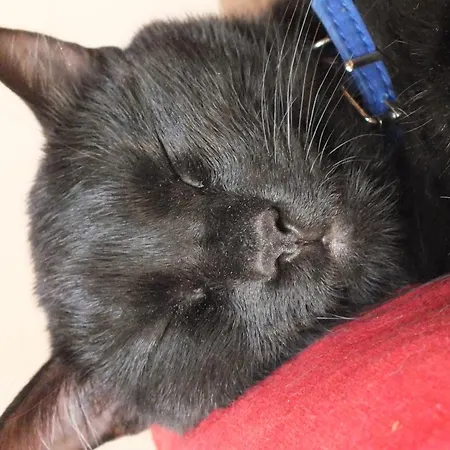 Affittacamere Le Petit Palais Castiglione del Lago