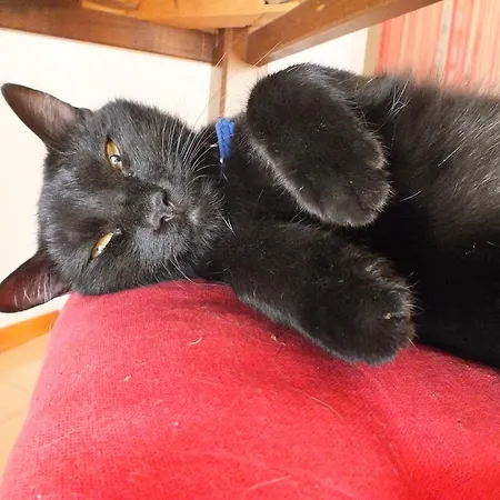 Affittacamere Le Petit Palais *