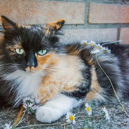 Affittacamere Affittacamere Le Petit Palais *