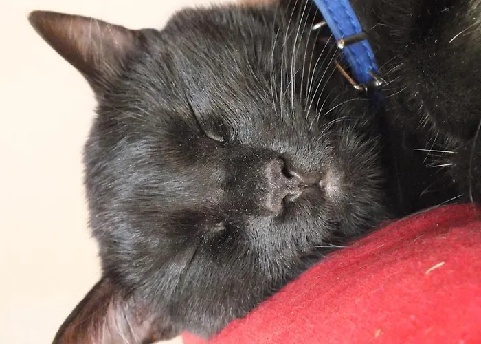 Affittacamere Le Petit Palais Castiglione del Lago