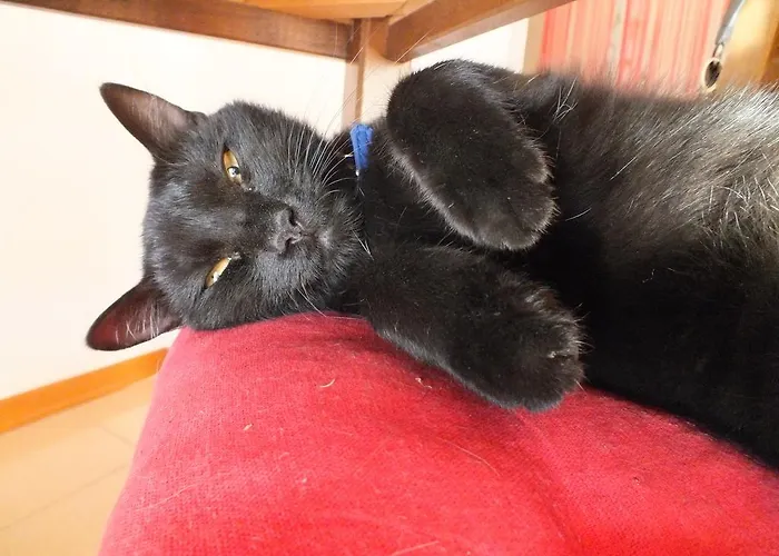 Affittacamere Le Petit Palais *