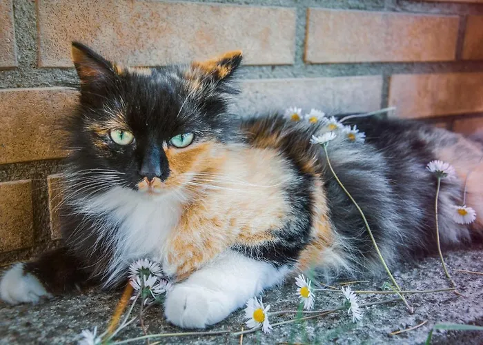 Affittacamere Affittacamere Le Petit Palais *